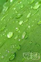 綠葉上的水珠主題壁紙手機版下載